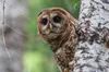How redefining one word strips the Endangered Species Act’s ability to protect vital habitat