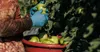 How the Government’s Obligation to Keep Foreign Workers Safe Collided With Its Efforts to Keep Farms Afloat