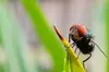 Colorado prepares for screwworms, as the pest that was eradicated in 1966 returns to the US
