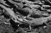 The forgotten racial history of Alligator Alcatraz
