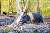 Controlling wild pigs can work if it’s a group effort