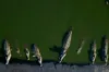 Crocodiles as prison guards: Israeli moat plan dehumanizes Palestinian prisoners
