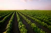 Why the US-Canada trade war could change how American farmers grow their crops for years