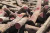 El pueblo indígena wounaan ha hecho frente a la tala ilegal de palo de rosa y a siglos de explotación con sabiduría y belleza
