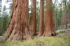 Yosemite, again in corporate crosshairs, embodies the long war over US national park privatization