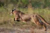 3 iconic animals show the value of the US Endangered Species Act – and the harm in stripping it away