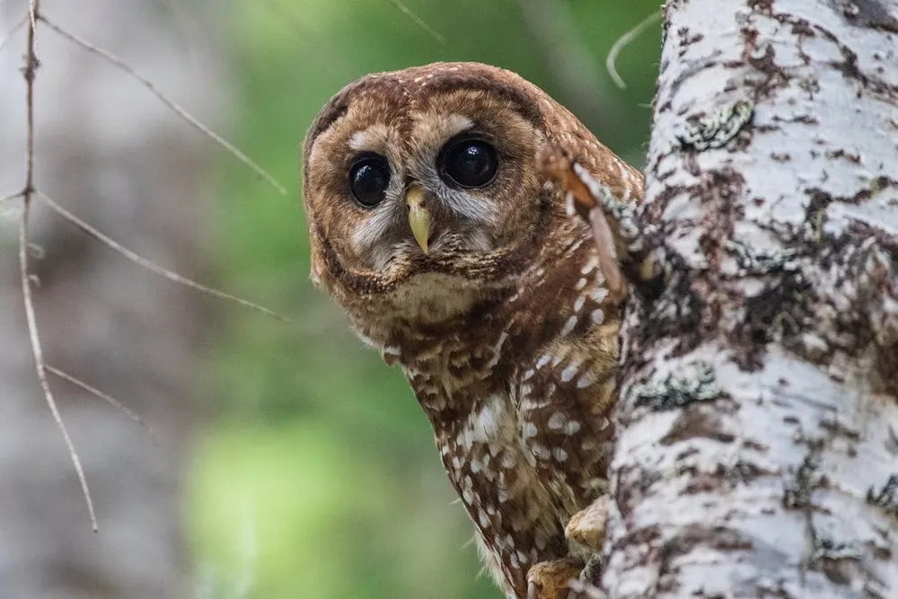 How redefining one word strips the Endangered Species Act’s ability to protect vital habitat