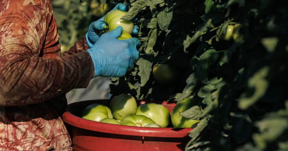 How the Government’s Obligation to Keep Foreign Workers Safe Collided With Its Efforts to Keep Farms Afloat