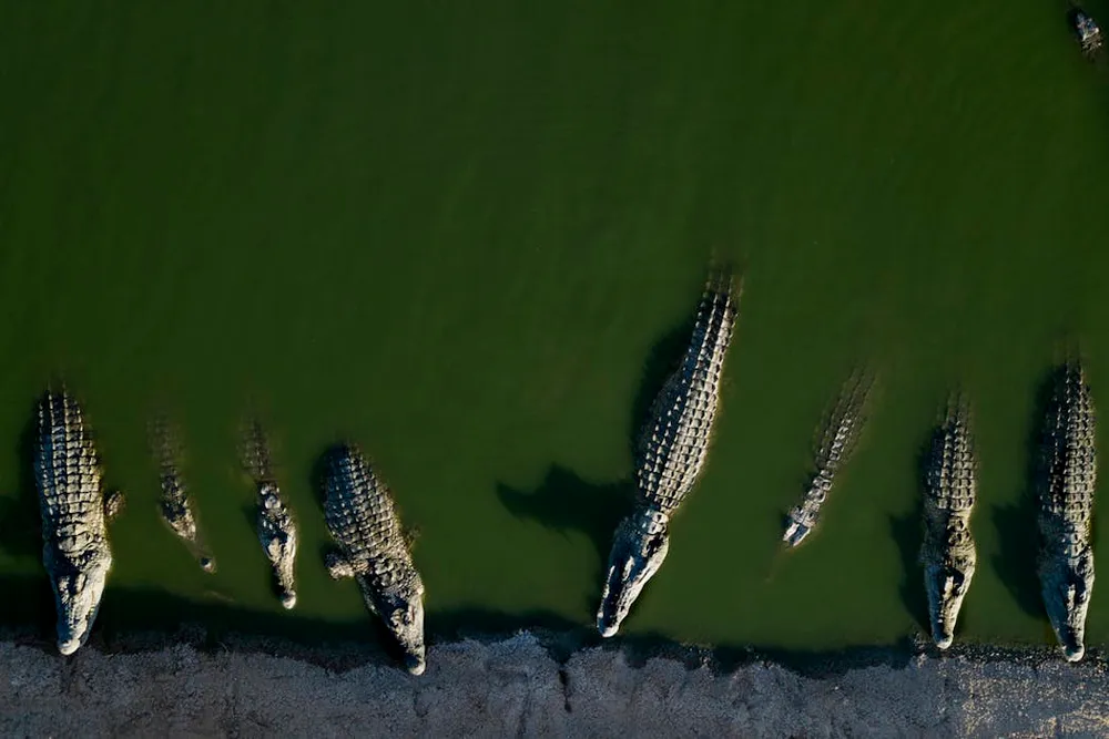 Crocodiles as prison guards: Israeli moat plan dehumanizes Palestinian prisoners