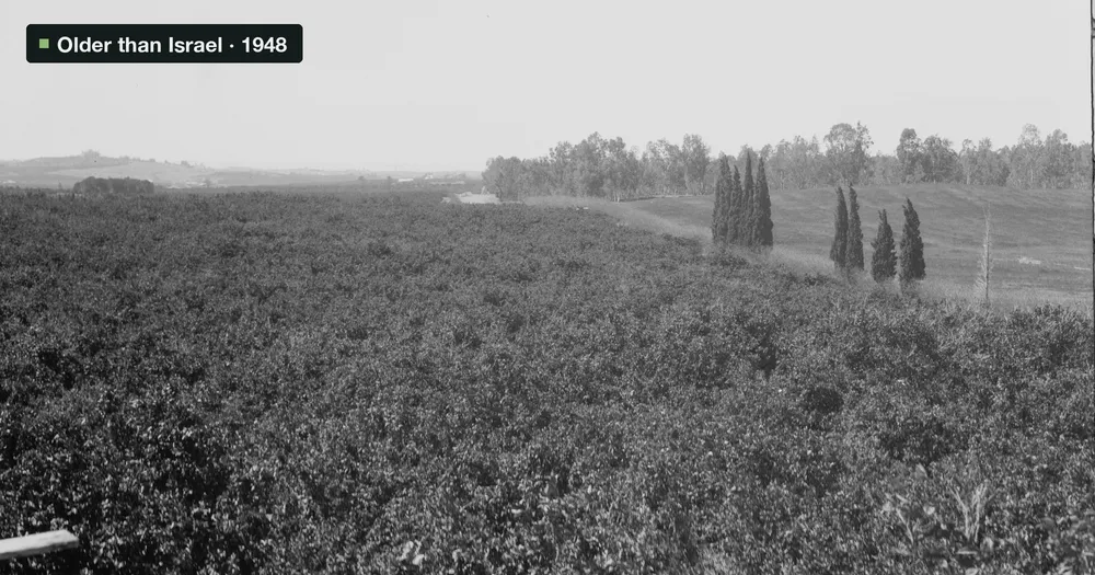 Rows of orange trees in the Arab-owned groves at Bir Salem, near Jaffa, with cypress trees on the horizon