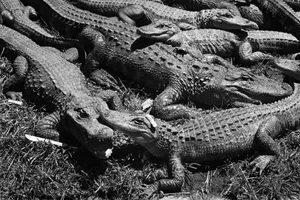 The forgotten racial history of Alligator Alcatraz