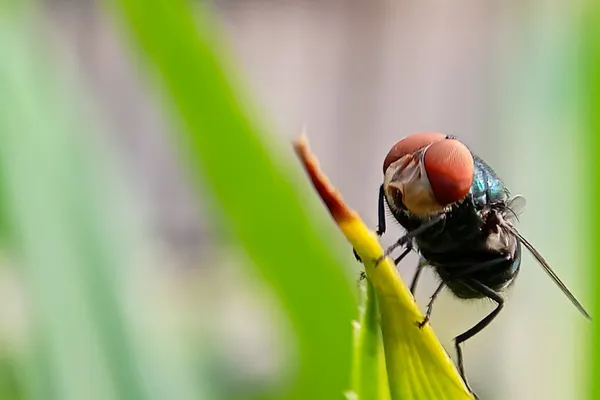 Colorado prepares for screwworms, as the pest that was eradicated in 1966 returns to the US