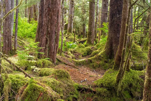 Why Trump’s plan to rescind the Roadless Rule protecting national forests will struggle in court