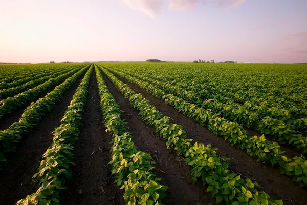 Why the US-Canada trade war could change how American farmers grow their crops for years