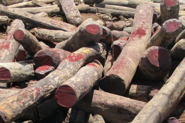 El pueblo indígena wounaan ha hecho frente a la tala ilegal de palo de rosa y a siglos de explotación con sabiduría y belleza