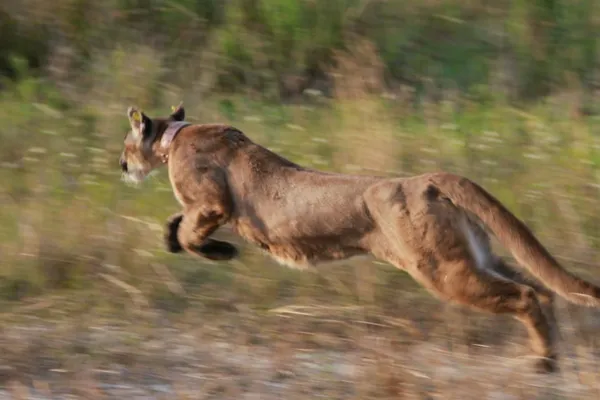 3 iconic animals show the value of the US Endangered Species Act – and the harm in stripping it away