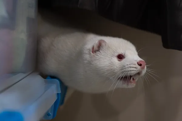 Bird Flu Is Raging on a Mink Farm. It Could Spark a Human Pandemic, Experts Say, but Officials Won’t Act.